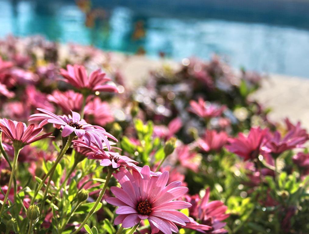 Villa Paradise 파포스 객실 사진